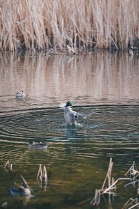 Ducks swimming in lake
