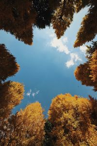 Low angle view of trees against sky during autumn