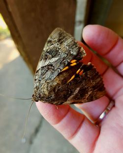 What a beautiful moth in my hand.