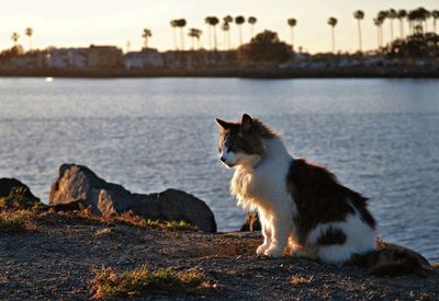 Cat sitting on riverbank against sky