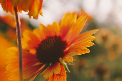 Close-up of orange flower against blurred background