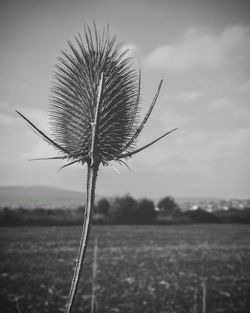 Close-up of plant on field against sky