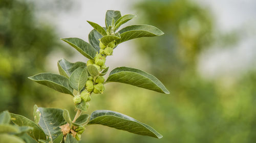 Close-up of fresh green leaves