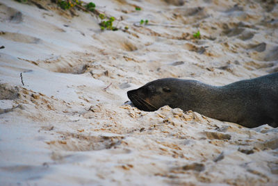 Elephant seal on a beach