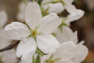 Close-up of white flowers blooming outdoors