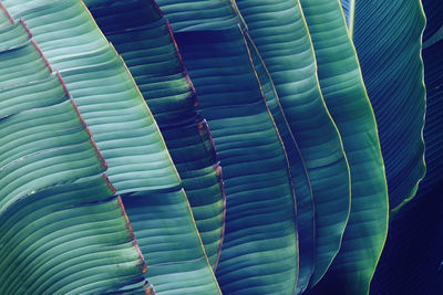 Full frame shot of banana leaves