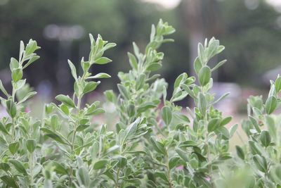 Close-up of plants growing on field