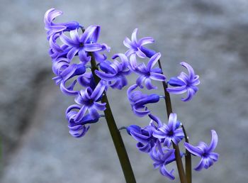 Close-up of purple flowers