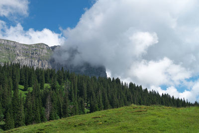 Panoramic view of pine trees against sky