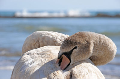 Close-up of swan on lake