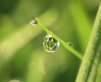 Close-up of water drops on leaf