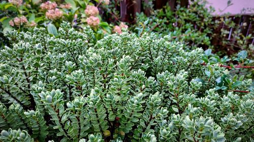 High angle view of flowering plants on field