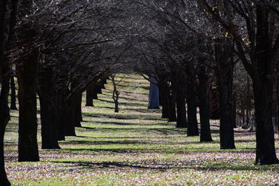 Trees in cemetery