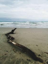 View of driftwood on beach