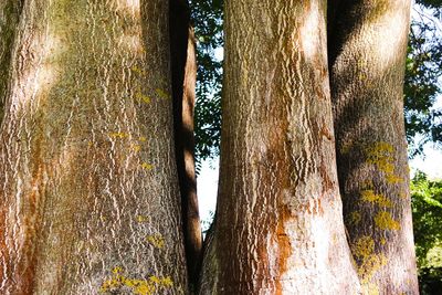 Close-up of tree trunk in forest