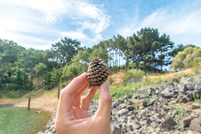 Cropped image of hand holding pine cone against sky