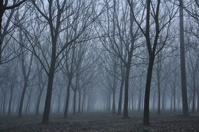 Bare trees in forest during winter