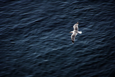 Seagulls flying over sea