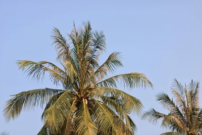 Low angle view of palm trees against clear sky