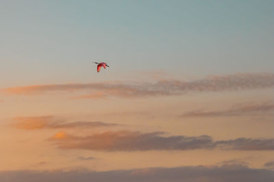 Spoonbill flies across sunset sky