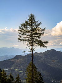 Scenic view of pine tree against sky