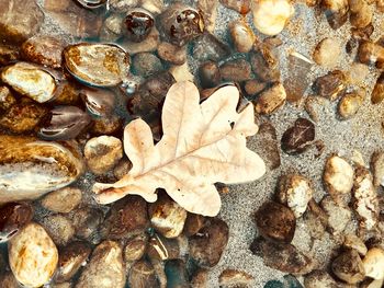 Close-up of dry autumn leaves