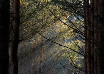 Trees in forest during autumn