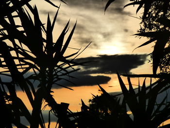 Low angle view of silhouette plants against sky