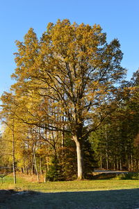 Trees on field against sky during autumn