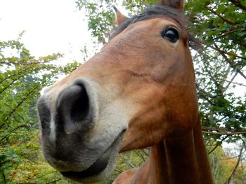 Low angle view of a horse