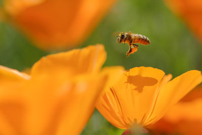 Close-up of bee buzzing by orange flowers