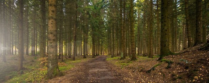 Dirt road amidst trees in forest