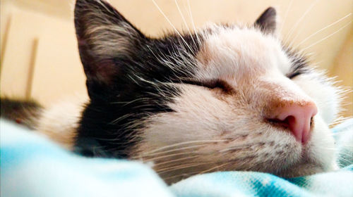 Close-up of cat sleeping