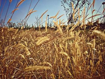 Close-up of wheat field against sky