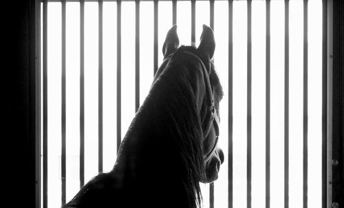 Horse's head behind the stable bars 