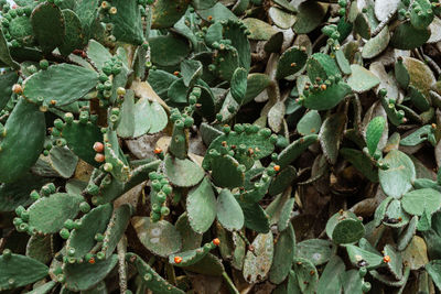 Full frame shot of plants