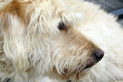 Close-up of dog