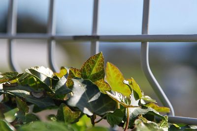 Close-up of leaves on plant