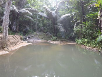 Trees in forest