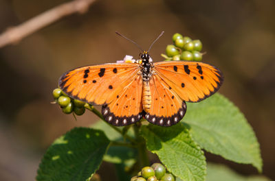 Close-up of butterfly perching on leaf