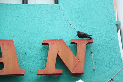 Low angle view of pigeon perching on sign