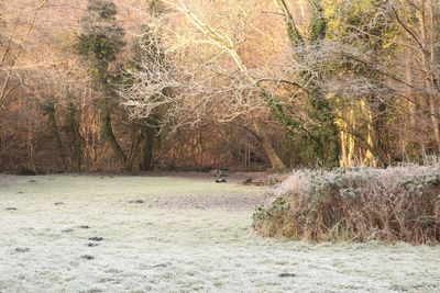 Trees on landscape