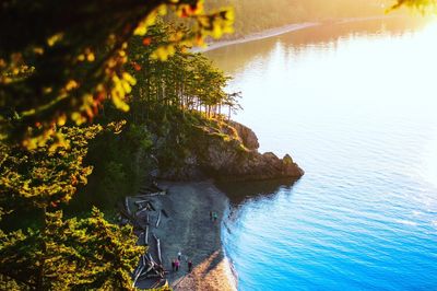 High angle view of trees by lake