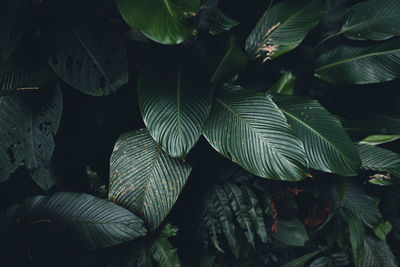 Full frame shot of leaves