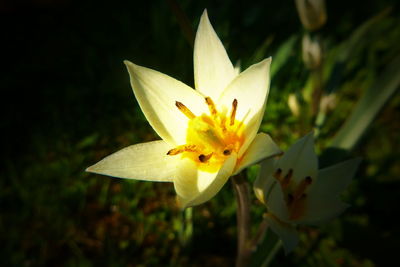 Close-up of yellow lily blooming outdoors