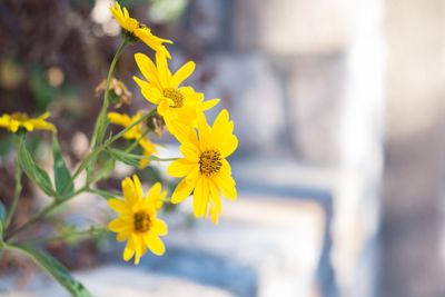 Close-up of yellow flowers blooming outdoors