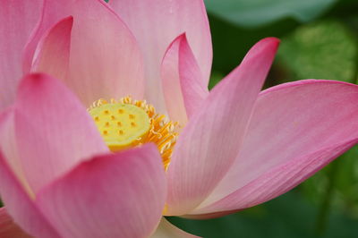 Close-up of pink day lily blooming outdoors