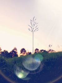Close-up of plant on field against sky during sunset