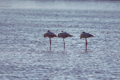 Flamingos standing in lake