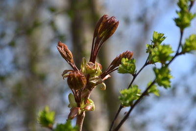 Close-up of flowering plant